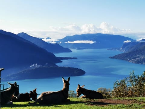 Animals, Lake view