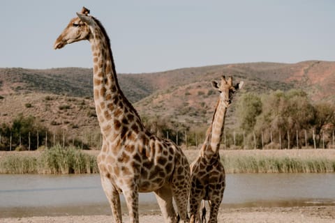 Property building, Restaurant/places to eat