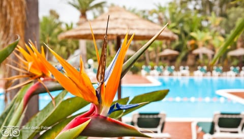 Garden, Garden view, Pool view, Swimming pool