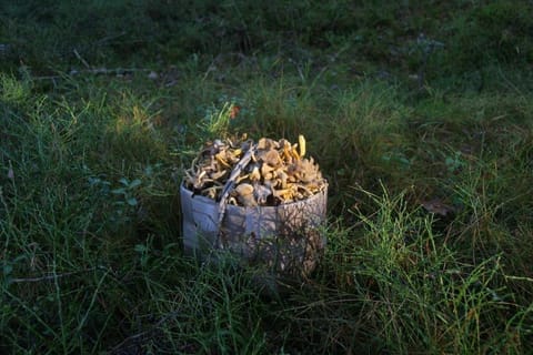 Off site, Natural landscape