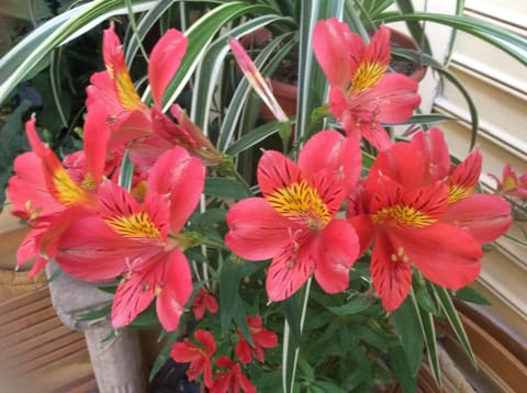 Pimpioxelli Bed and Breakfast in Cagliari