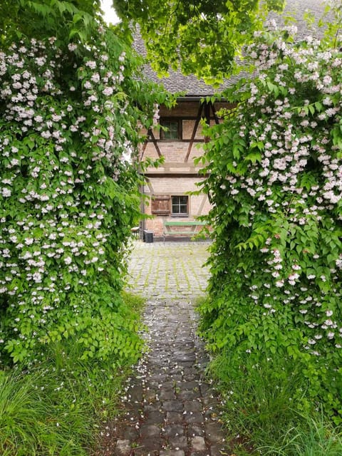Property building, Garden, Garden view