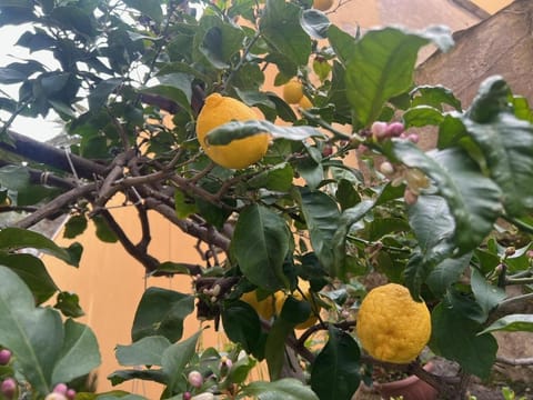 Appartamento vicino al mare Apartment in Moneglia