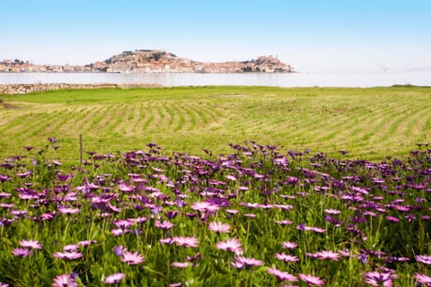 Garden, City view, Garden view, Sea view