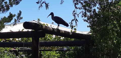 Animals, Garden view