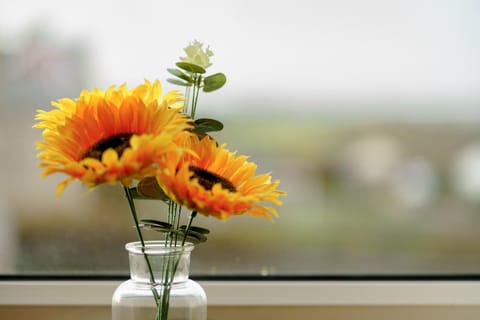 Lossiemouth Haven Apartment in Lossiemouth