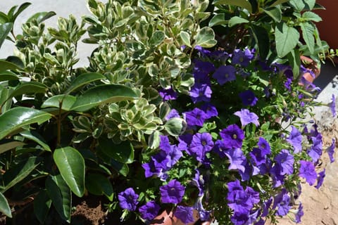 Garden, Decorative detail