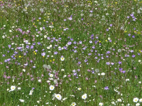 Landhaus Fiausch Apartment in Carinthia, Austria