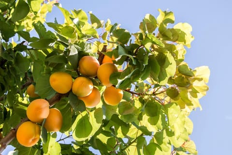 L'Albicocco Bed and Breakfast in Ladispoli