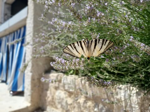 Apartments Filip Apartment in Šibenik