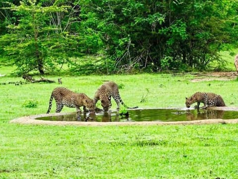Animals, On site
