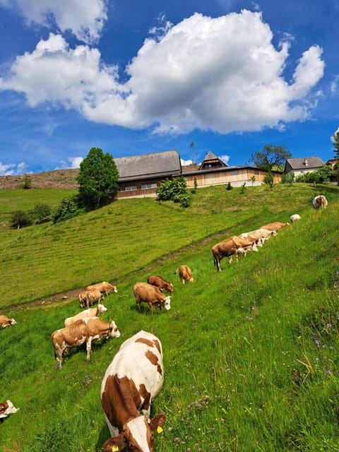 View (from property/room), Animals, Animals, Mountain view, Mountain view