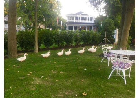 Garden, Animals