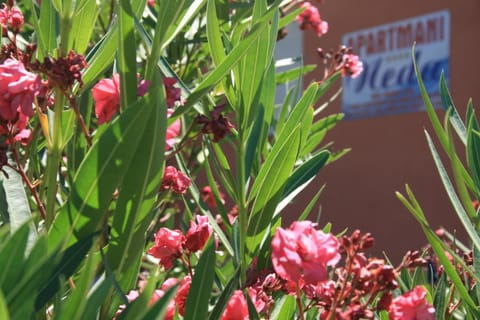 Facade/entrance, Garden