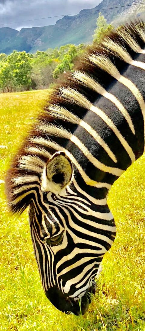 Franschhoek Country Cottages Nature lodge in Western Cape