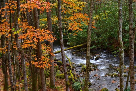 Natural landscape, Autumn, On site, River view
