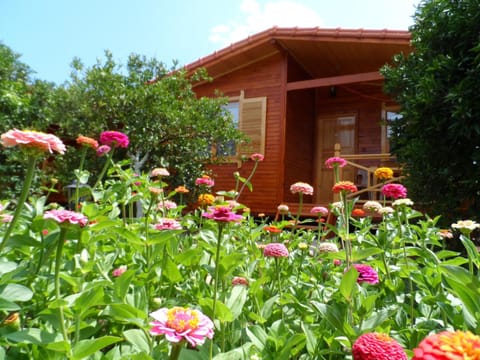 Spring, Garden, Photo of the whole room