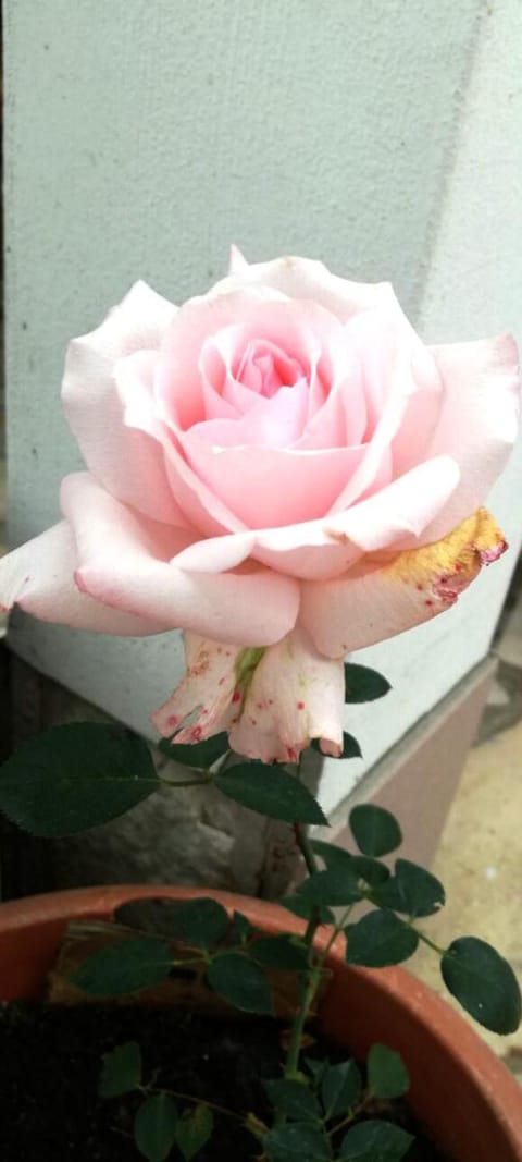 Family hotel Rose Hotel in Stara Zagora, Bulgaria