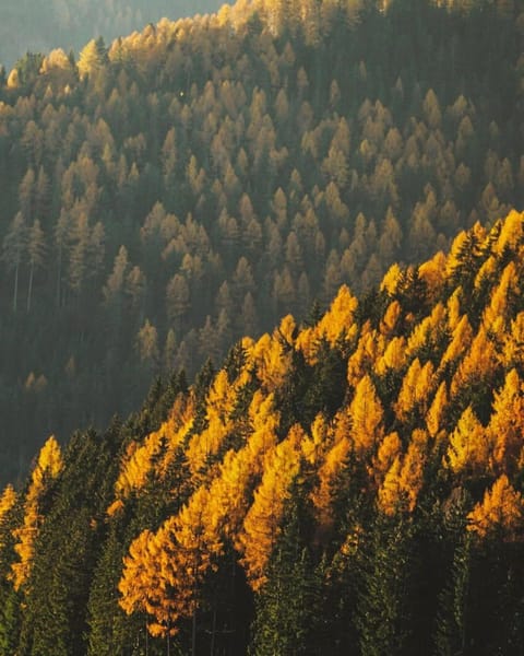 Pension Panorama Hotel in Trentino-South Tyrol