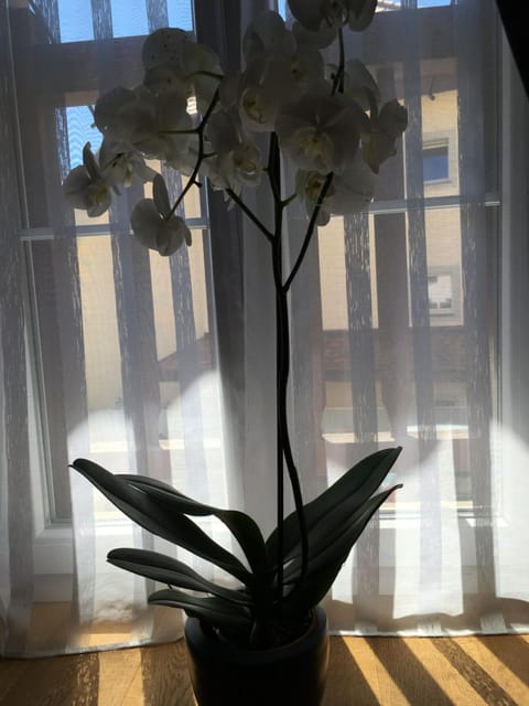 Other, Decorative detail