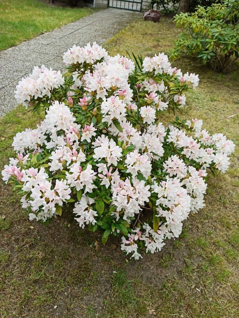 Day, Garden, Garden view