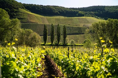 Claes Weinquartier - Appartements & Wein by Niko Schmitt Apartment in Trier-Saarburg