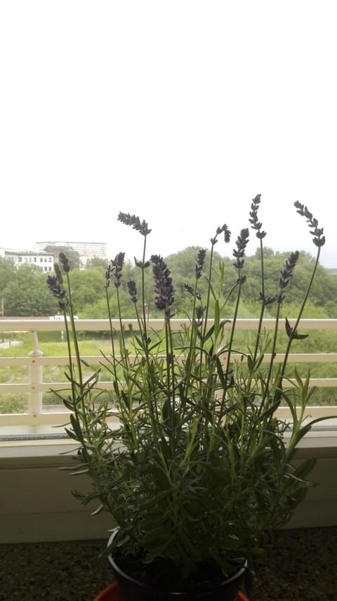 Spring, Natural landscape, City view