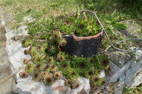 Villa Biondina Apartment in Lika-Senj County