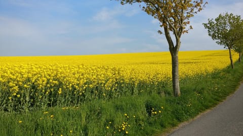 Ferien an der Ostsee Apartment in Ostholstein
