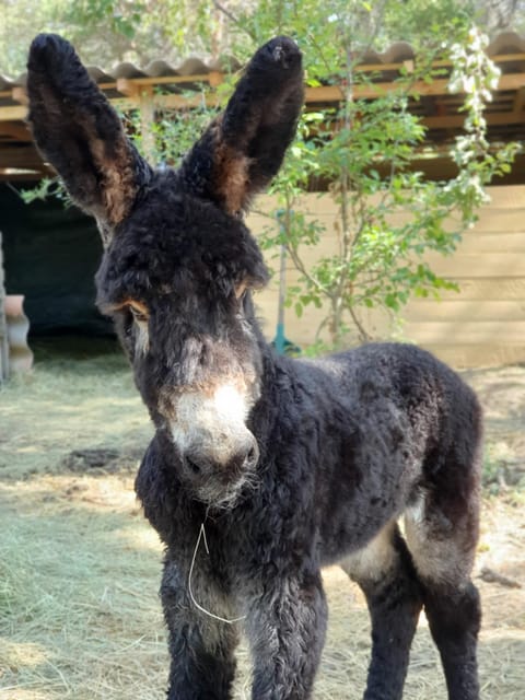 Les Beaux Chenes House in Provence-Alpes-Côte d'Azur