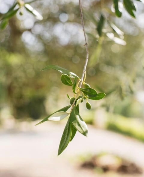 Casa Scardona Bed and Breakfast in Šibenik-Knin County, Croatia