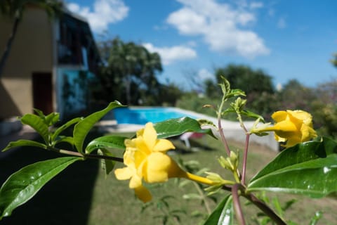 Garden, Decorative detail, Pool view, Swimming pool