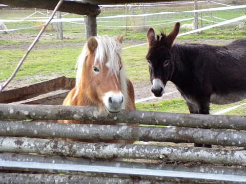 Animals