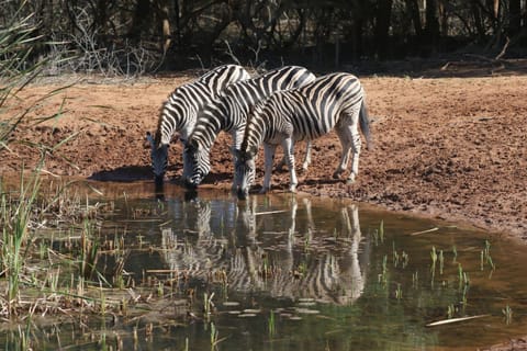 Animals