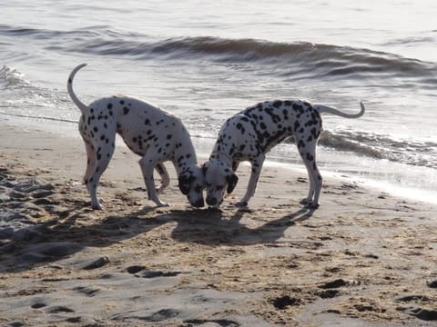 Beach, Pets