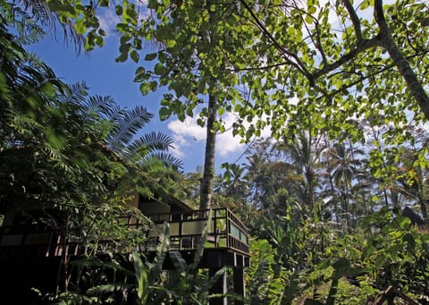 Day, Natural landscape, Garden, View (from property/room), Garden view