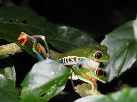 Natural landscape, Animals
