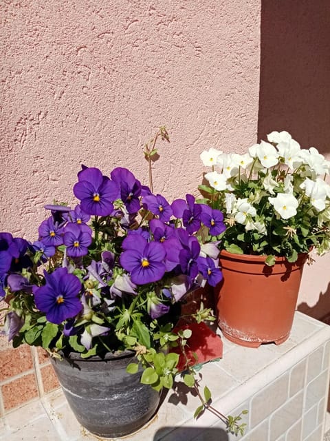 Milica Apartmani Apartment in Vojvodina