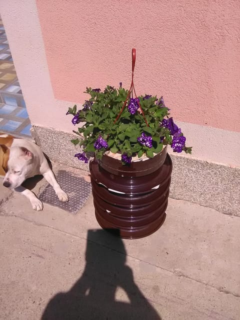 Milica Apartmani Apartment in Vojvodina