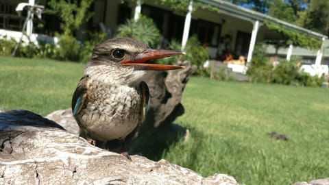 Natural landscape, Animals