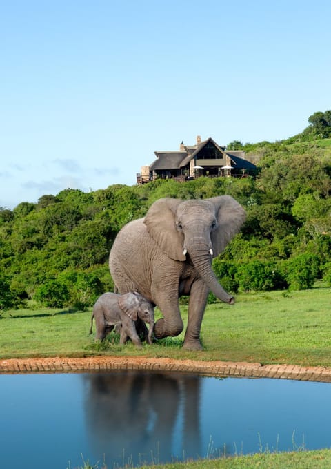 Property building, Animals