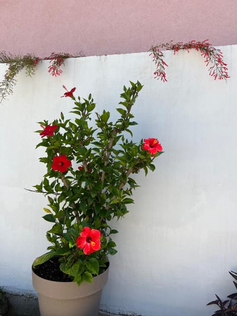 Apartment Silvana II Apartment in Šibenik