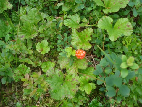 Toola-Lodge House in Lapland