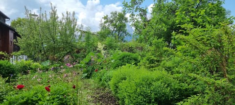 Apartements Breitenwang Apartment in Tyrol