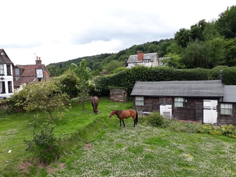 Horse-riding, Horse-riding, Animals, Animals