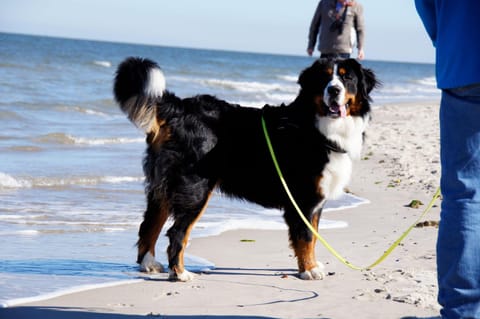 Goldene-Linie-4-Deichblick Apartment in Wangerland