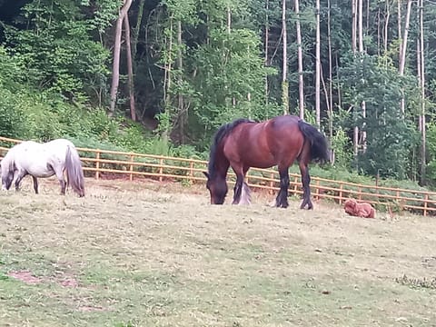 Day, View (from property/room), Animals