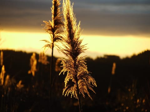 Natural landscape