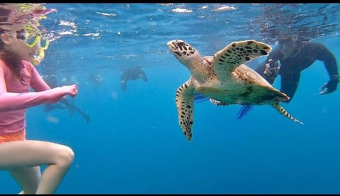 People, Natural landscape, Activities, Animals, group of guests