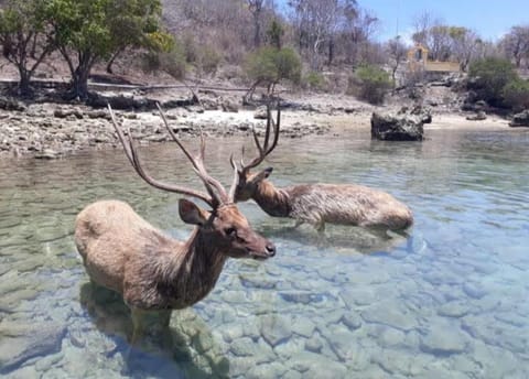 Day, Natural landscape, Animals